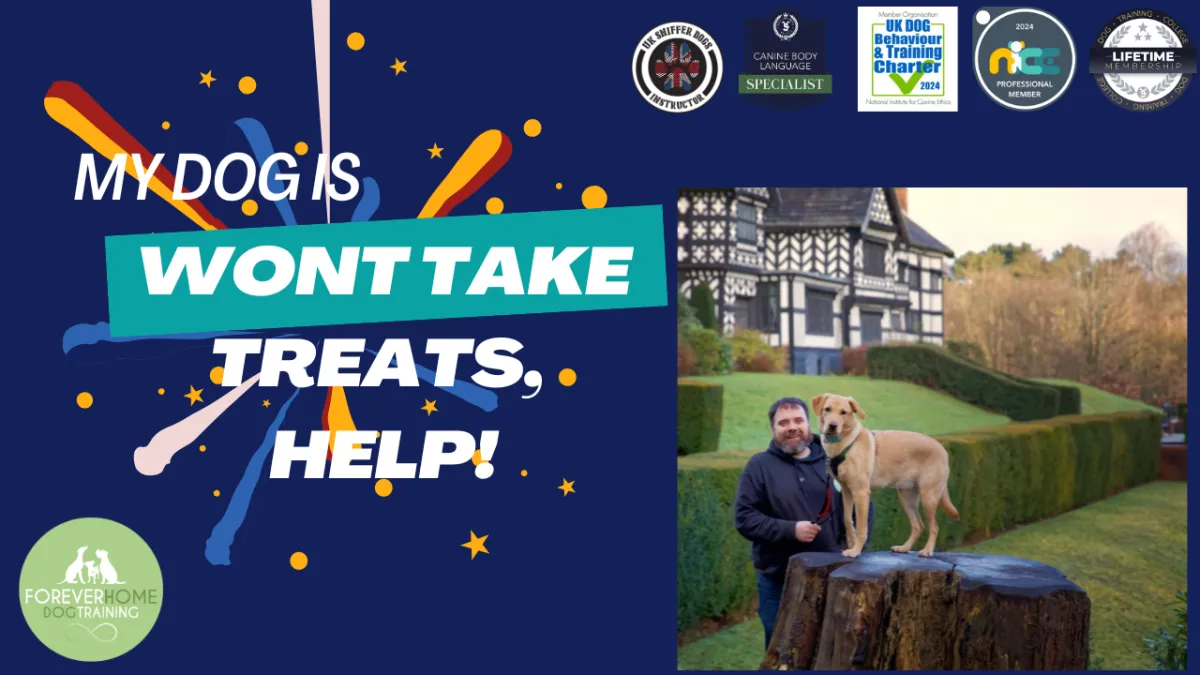 thumbnail of Forever Home Dog Training