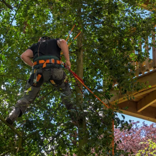 Taillage d'arbres Nice