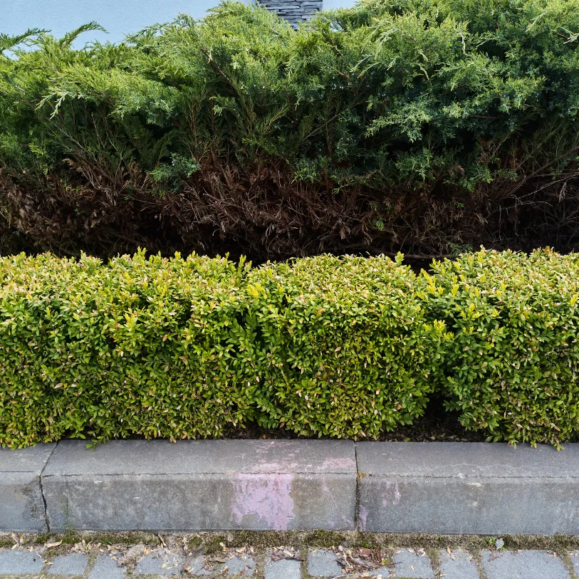 Comment PACA Débroussaillage 06 améliore la propreté et la productivité des jardins et espaces verts à Saint-Laurent du Var ?