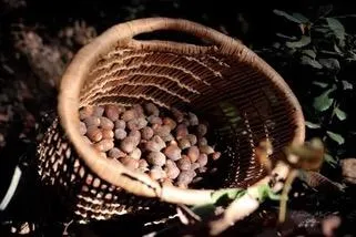 Rooted in Culture: Technology That Honors Tribal Values