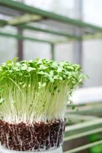 Are Sprouts Better Than Lettuce?