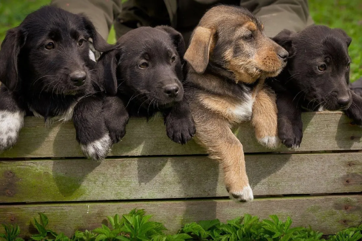 Where to Adopt or Foster Pets in the Valley