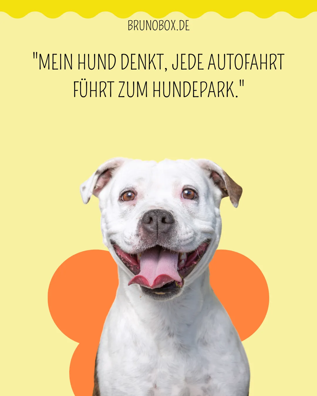 Welpen‑Sozialisation & Valentinstag