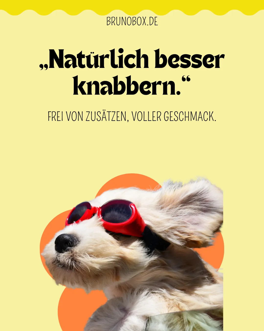 Wie Hunde-Influencer mit Affiliate Marketing Geld verdienen können