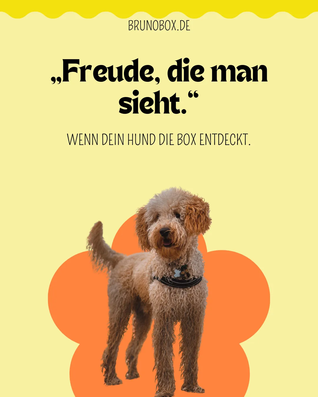 Hunde im Winter: Ernährung & Pflege-Tipps ❄️ | BrunoBox