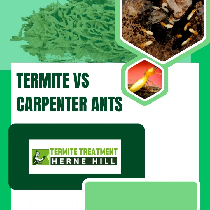What is the Difference Between Termites and Carpenter Ants?