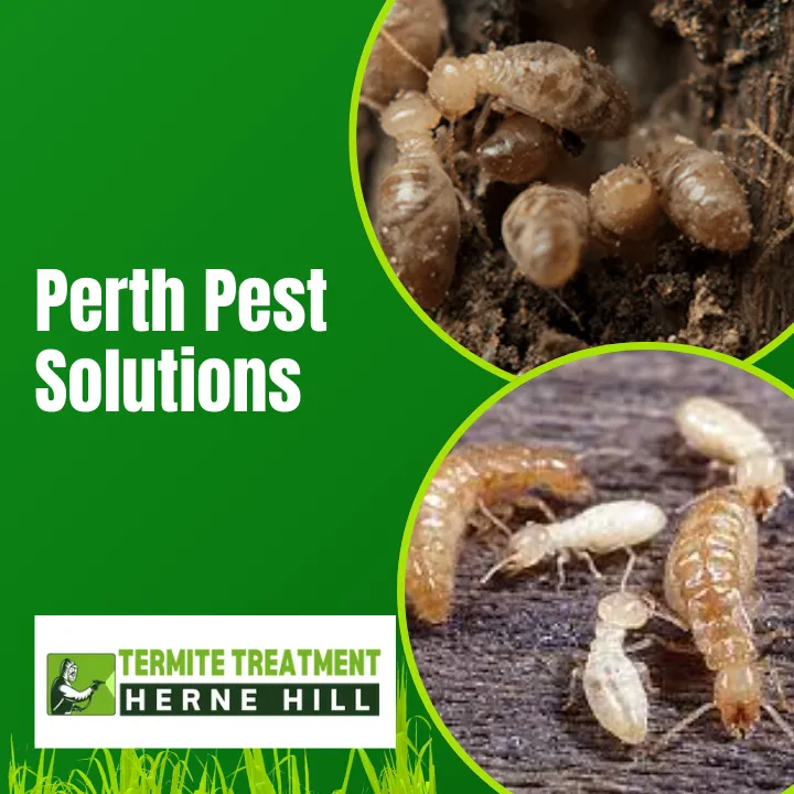 Affordable Herne Hill Termite Treatment Options That Work