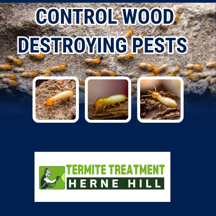 WHY ARE WOOD DESTROYING PESTS HARD TO DISTINGUISH?