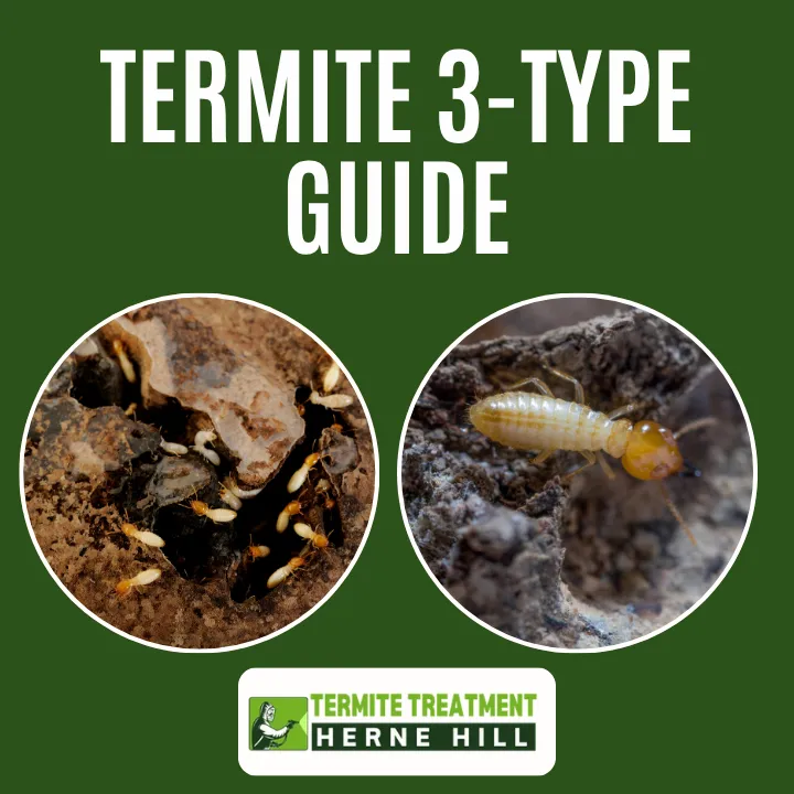 3 Types of Termite Species That Home & Business Owners Should Know