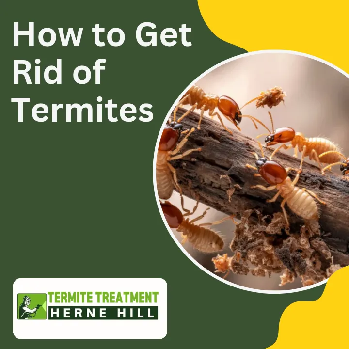 get-rid-of-white-ants-fast