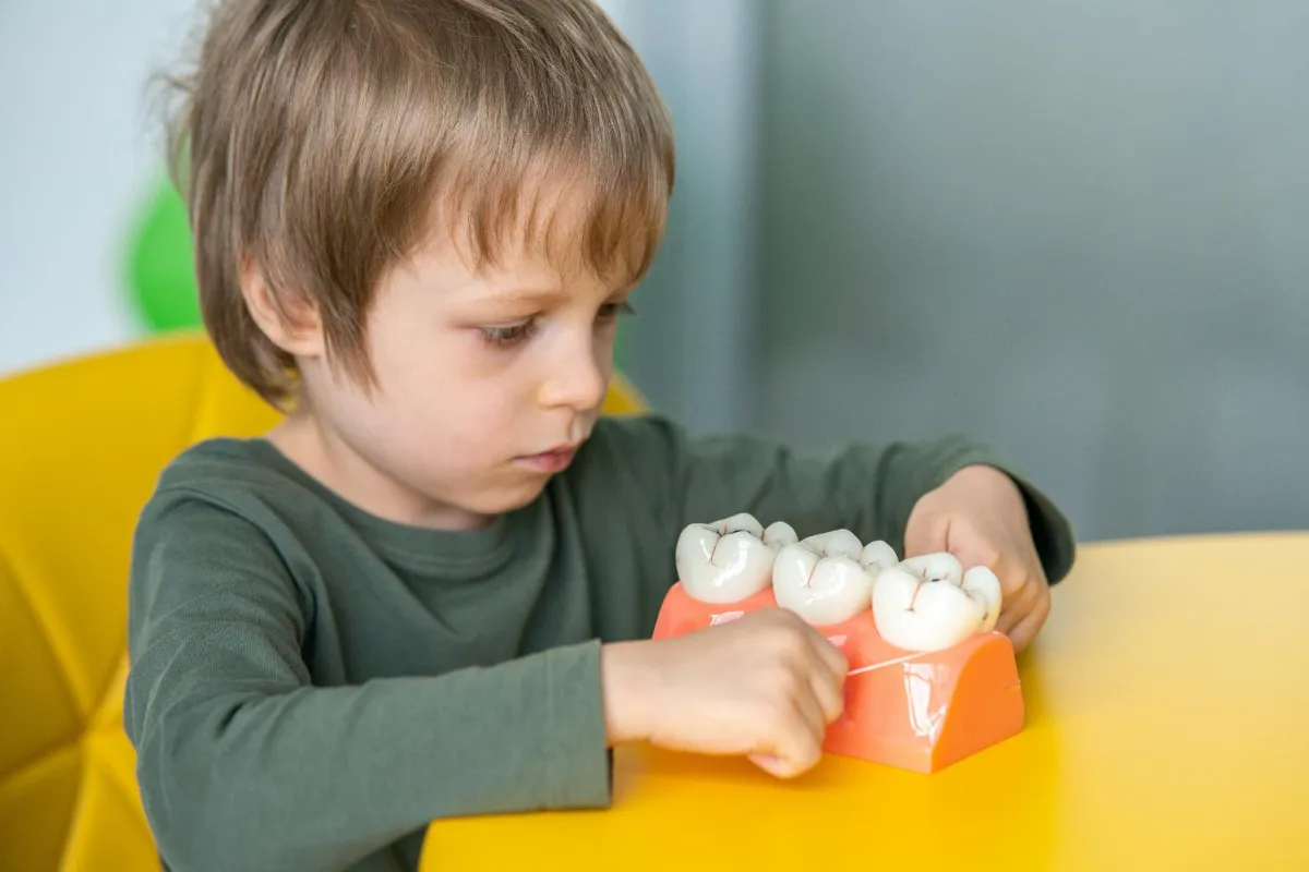 A kid holding a teeth model