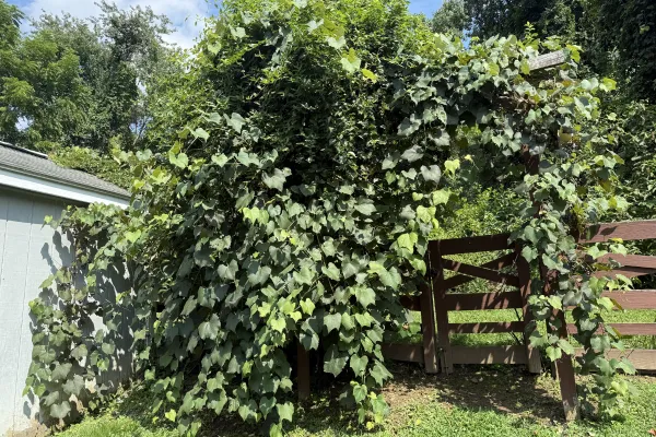 Landscaping Harford County | Before the Transformation in Belcamp