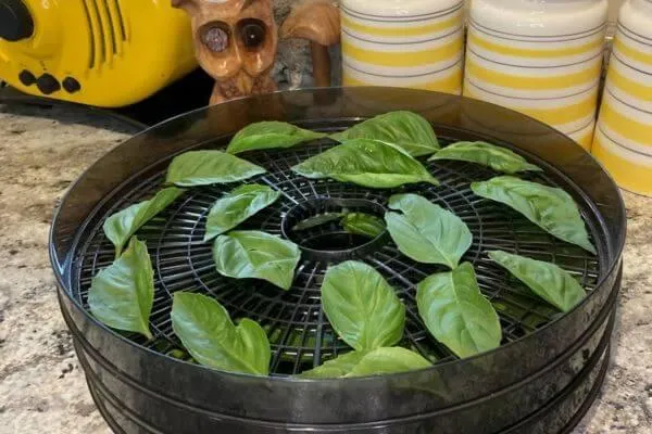 Storing Fruits and Vegetables: A Basic Look at the Options and the Necessary vs. Unnecessary Tools