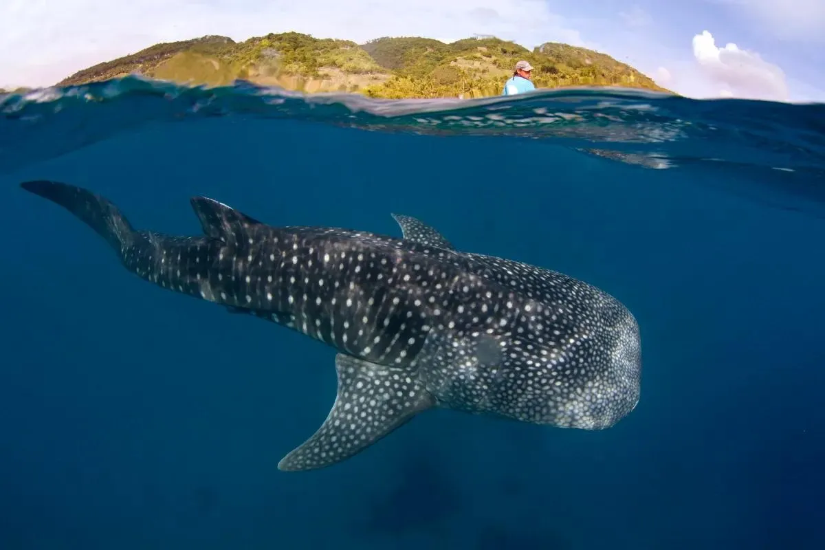 Adventure Awaits! The Best Outdoor Adventures in La Paz, Baja California Sur, Mexico