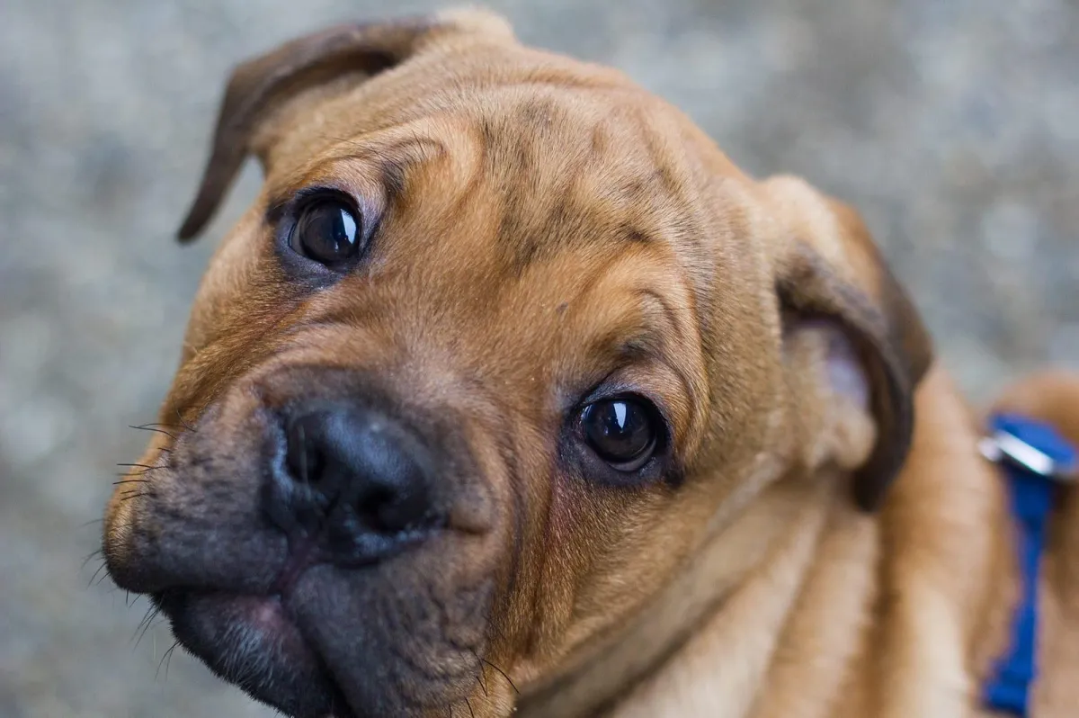 What You Need to Know - Moving to Mexico with Your Pet