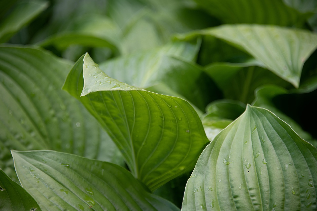 hostas