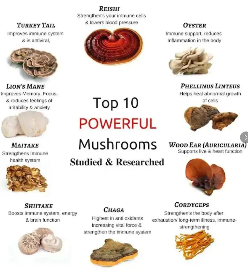 10 Powerful Mushrooms