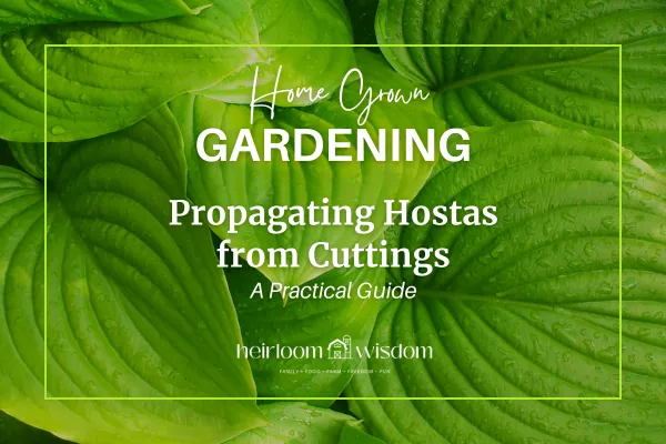 Hosta Propagation: How to Propagate and Tips