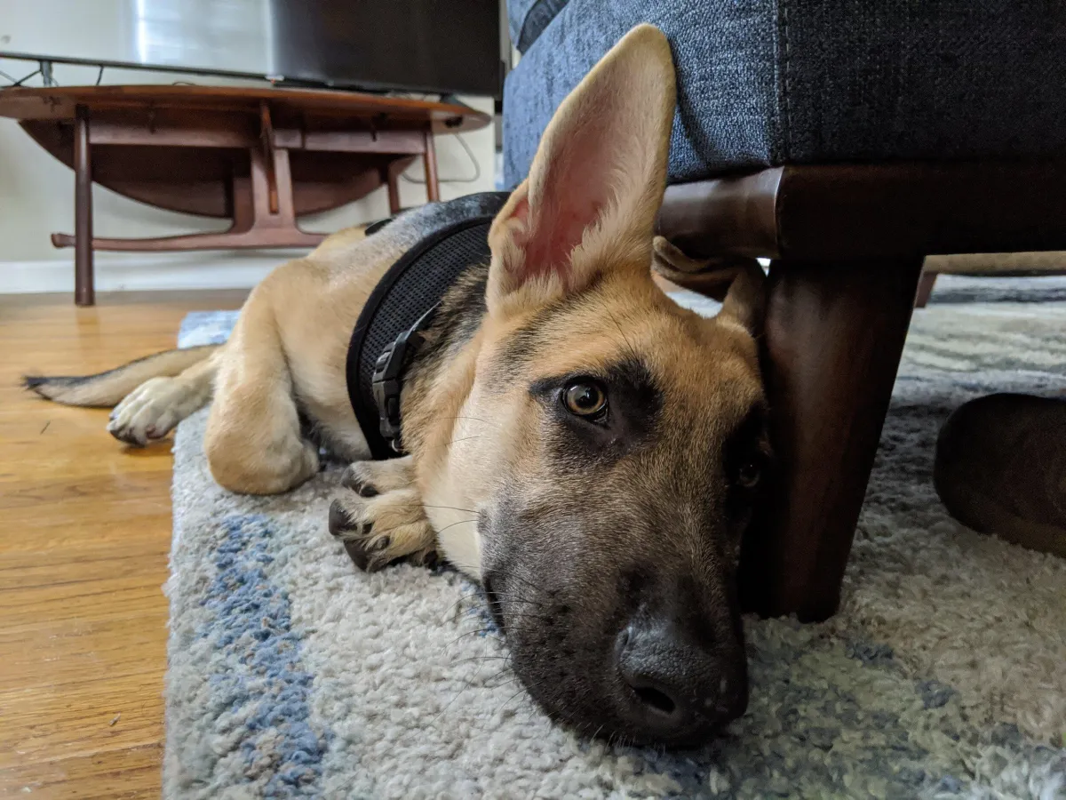 High energy young Ella is learning to relax during our virtual sessions. 