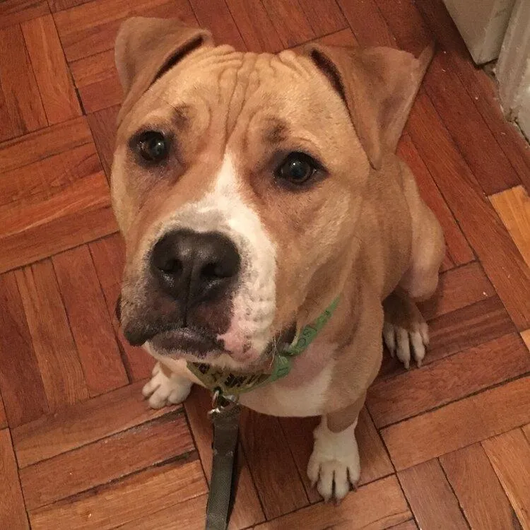 Mason was rescued through Mr. Bones & Co. I worked with his foster to help him put his best foot forward with adopters. He found a wonderful home!