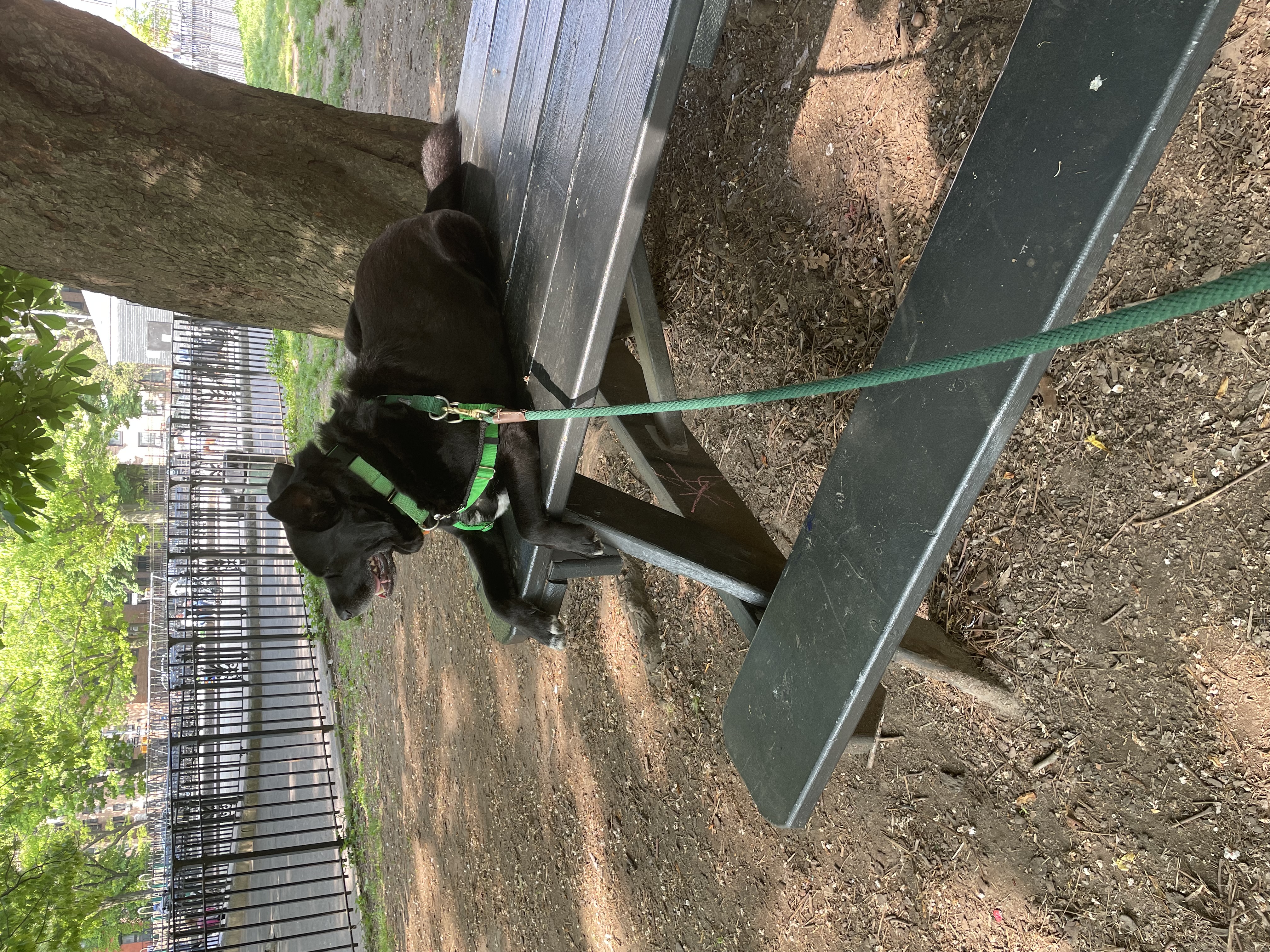 A black dog in a green harness & leash lies on a green picnic table in a city park