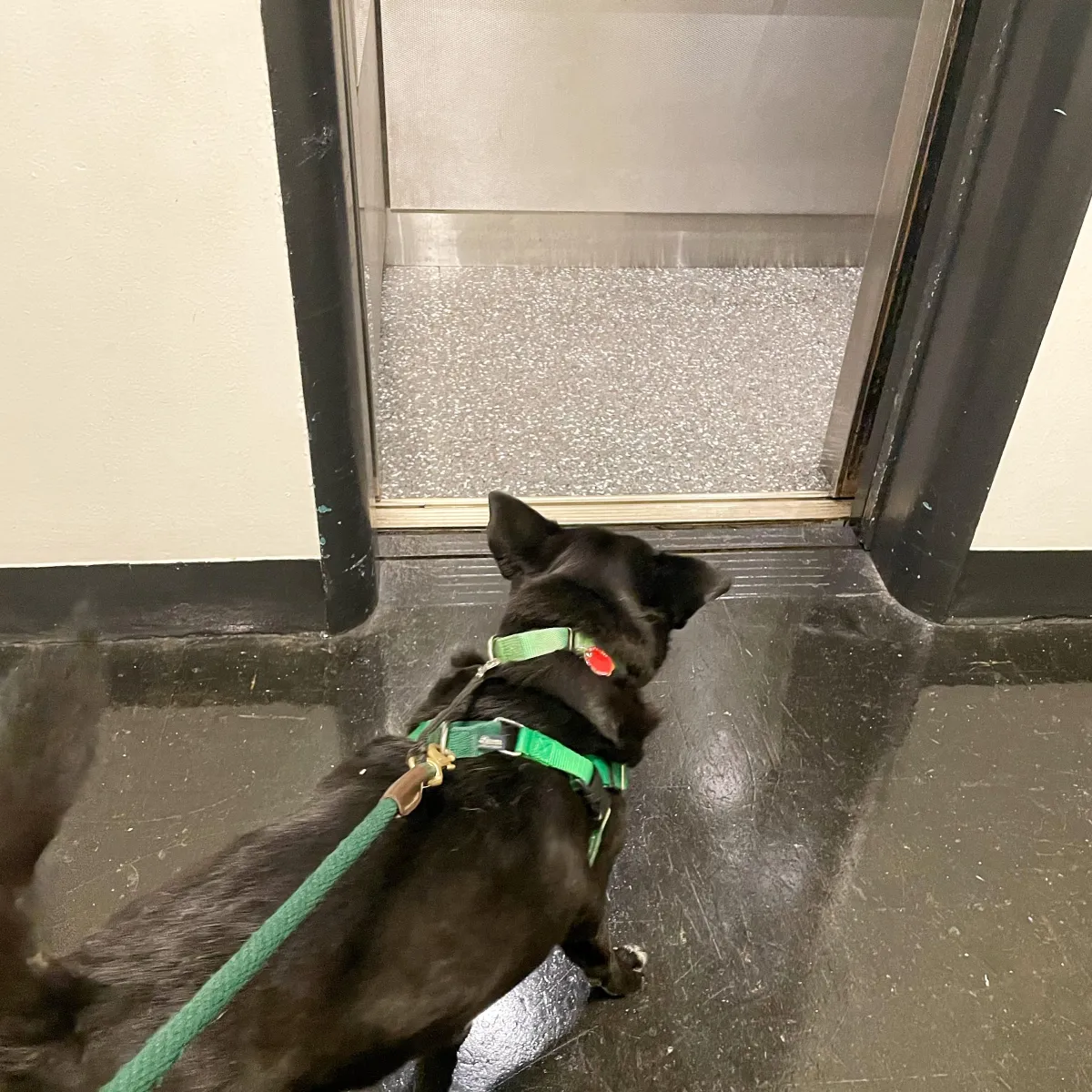 A medium sized black dog wearing green equipment walks toward an elevator door.