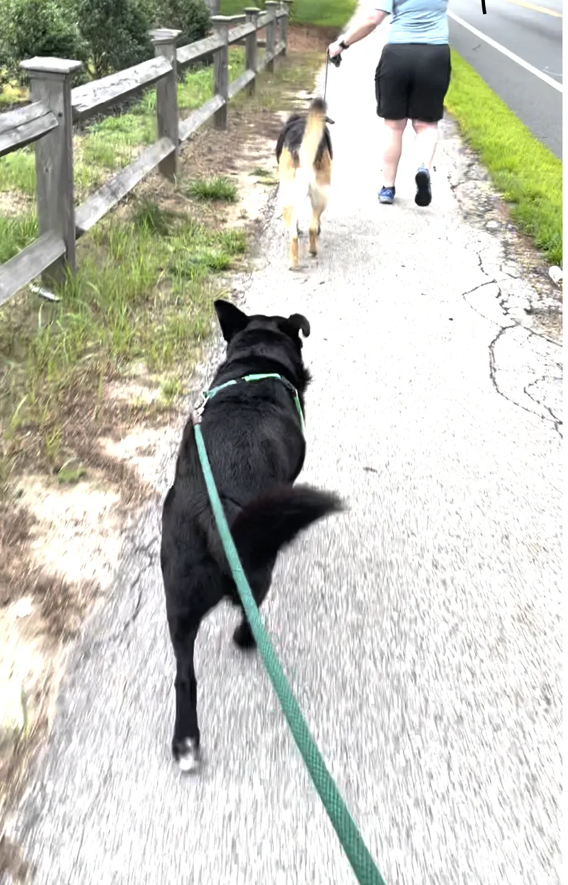 A black dog on a green leash walks on a narrow sidewalk behind a person walking a German Shepherd mix on a loose leash.