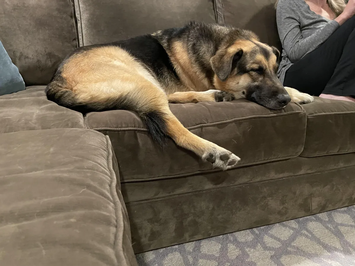 A German Shepherd lies on a couch next to a person you can only see part of.