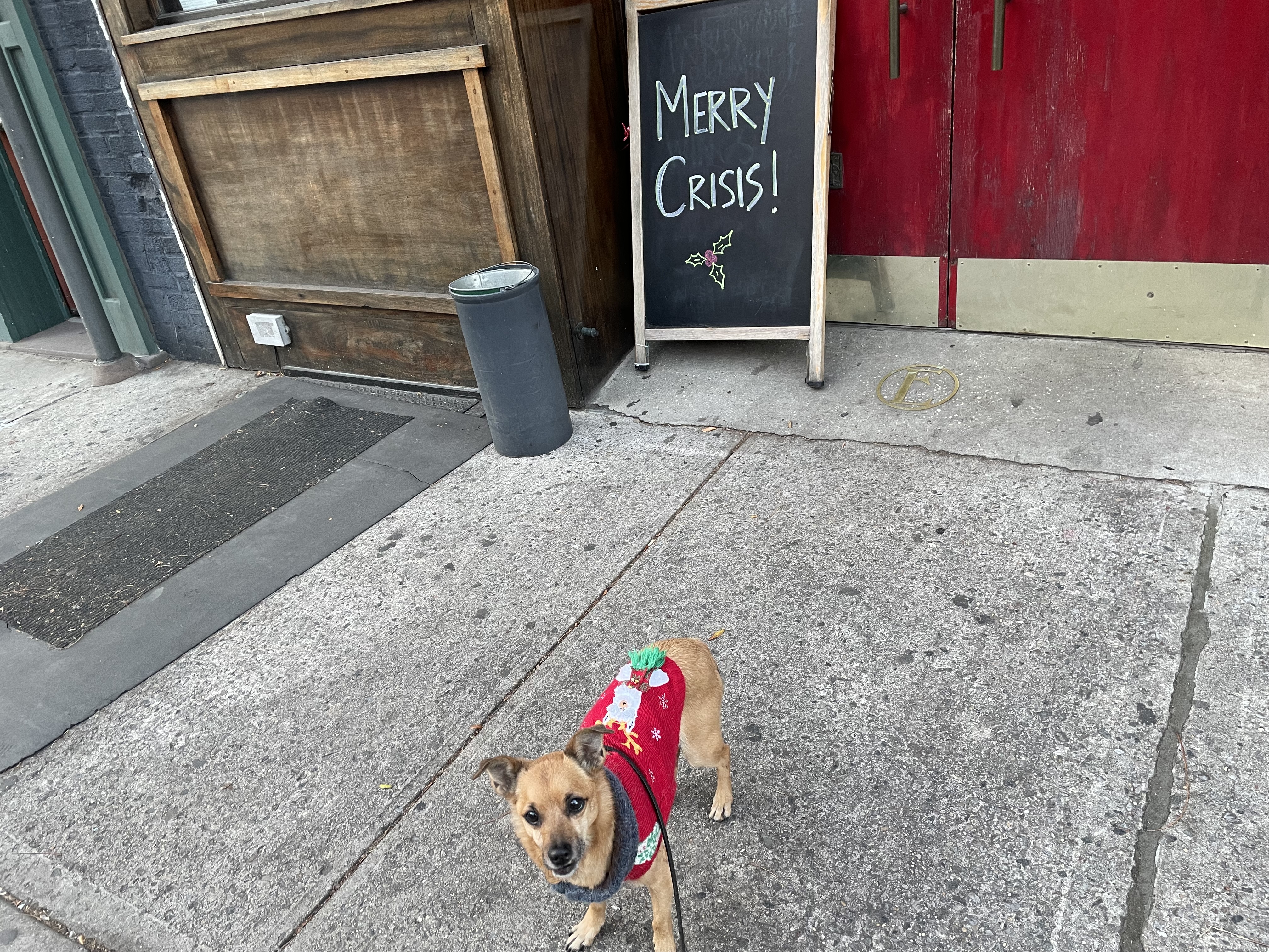 A small dog in a Christmas sweater stands on a sidewalk in Brooklyn in front of a chalkboard sign that says Merry Crisis!