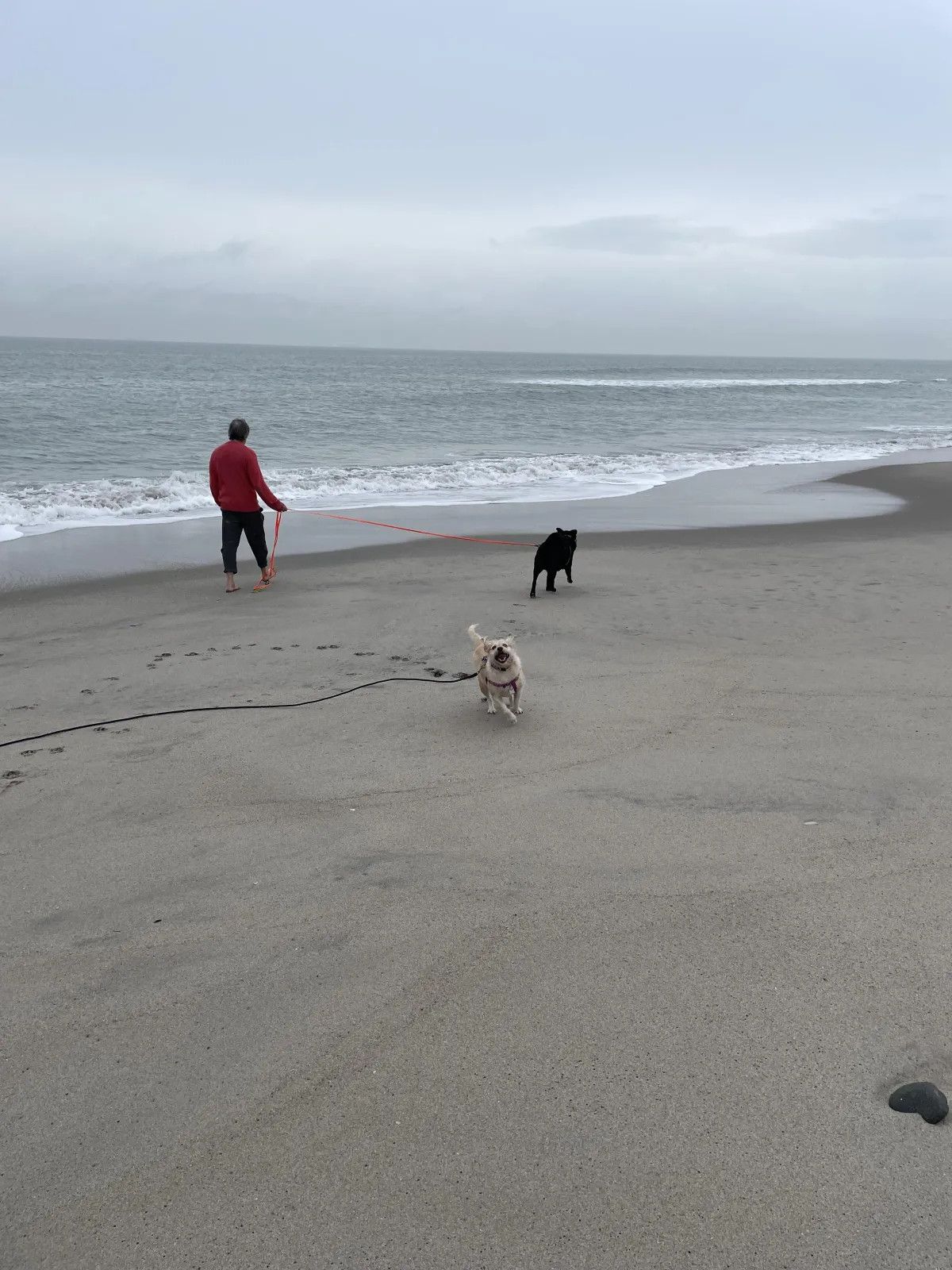 A man walks near the water line on a beach. A medium sized black dog is on a long leash in front of him. A smaller off white dog is off leash, running toward the camera.