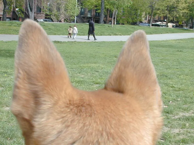 The back of a brown dog's head and very tall ears. You can see an adult and 2 children walking past, they are framed between her ears.