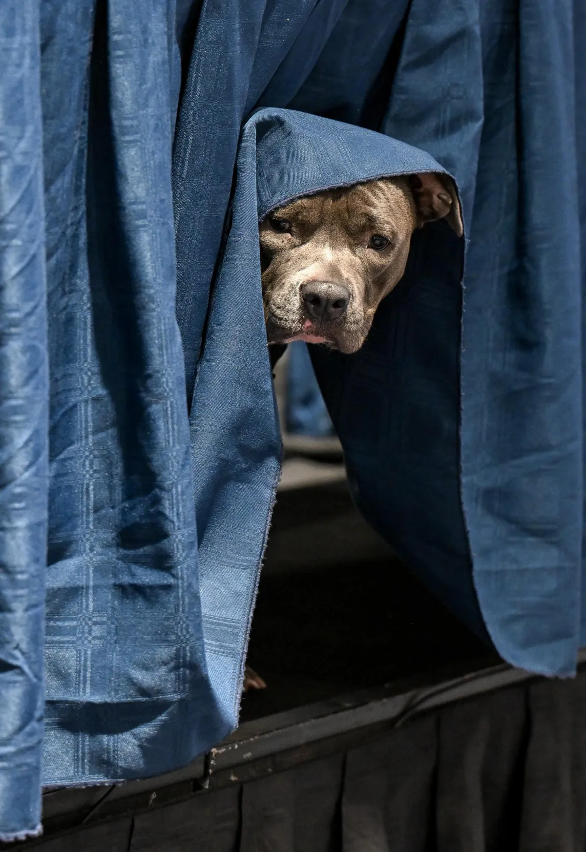 A small gray dog peeks out from under a blue tablecloth