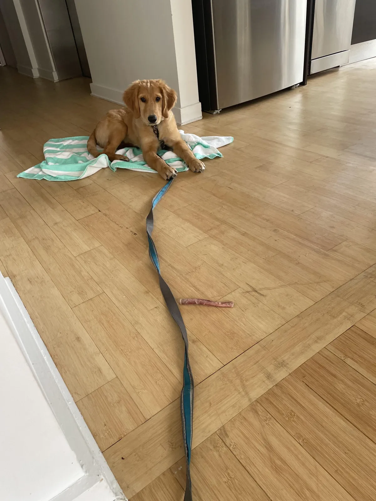 A golden retriever puppy lies on a green towel next to a refrigerator. His leash is on the ground in a line from him to the camera.