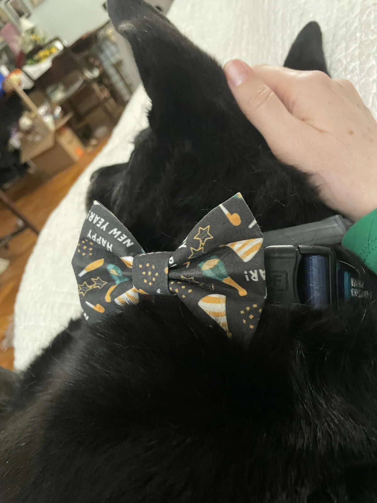 Closeup of a black dog napping and being pet by a caucasian hand. The dog wears a Happy New Year bow tie.