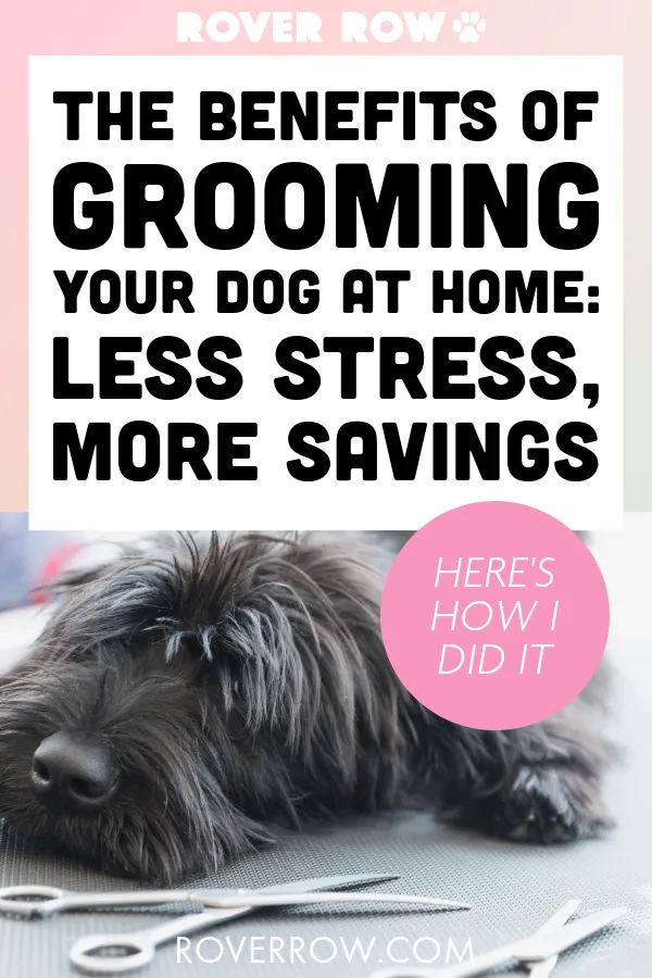 How Grooming My Anxious Dog at Home Saved Me Money and Reduced Stress