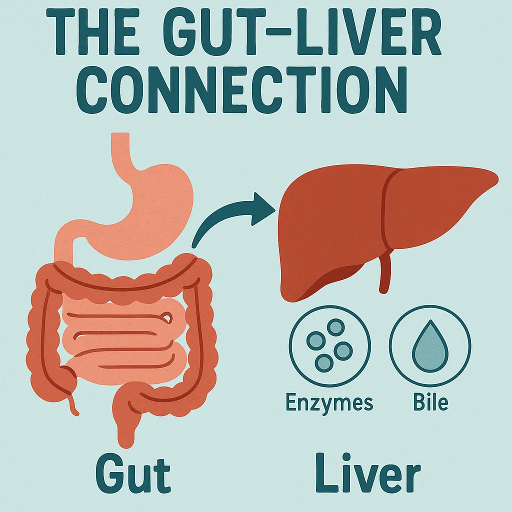 gut liver connection