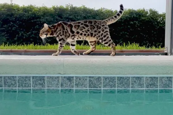 cat friendly vacation rentals