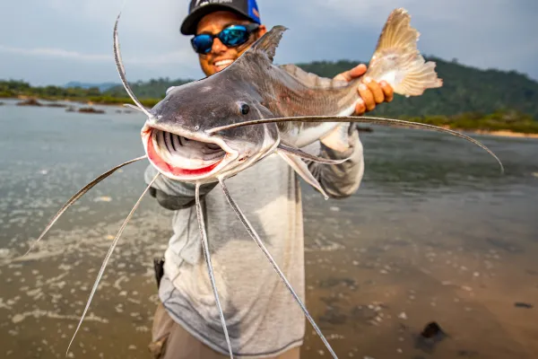 Redtail Catfish