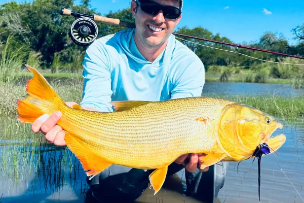 Golden Dorado