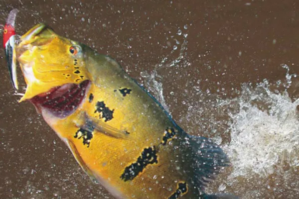 Amazon Peacock Bass Fishing