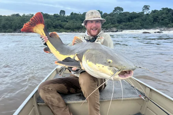 giant amazon catfish