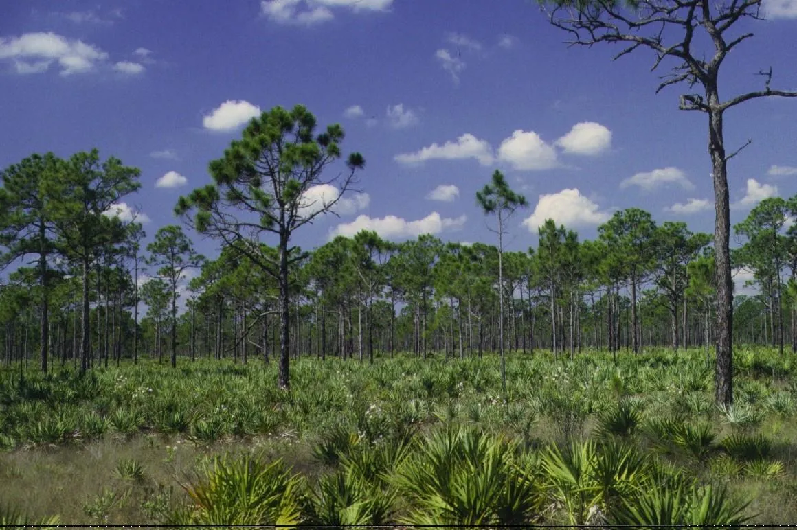 Wild Side at Florida City Pineland Preserve