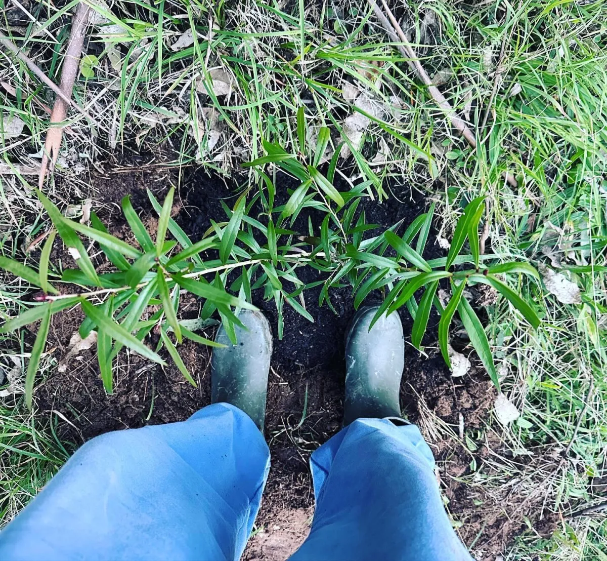Person in gumboots planting young native trees in soil surrounded by grass.