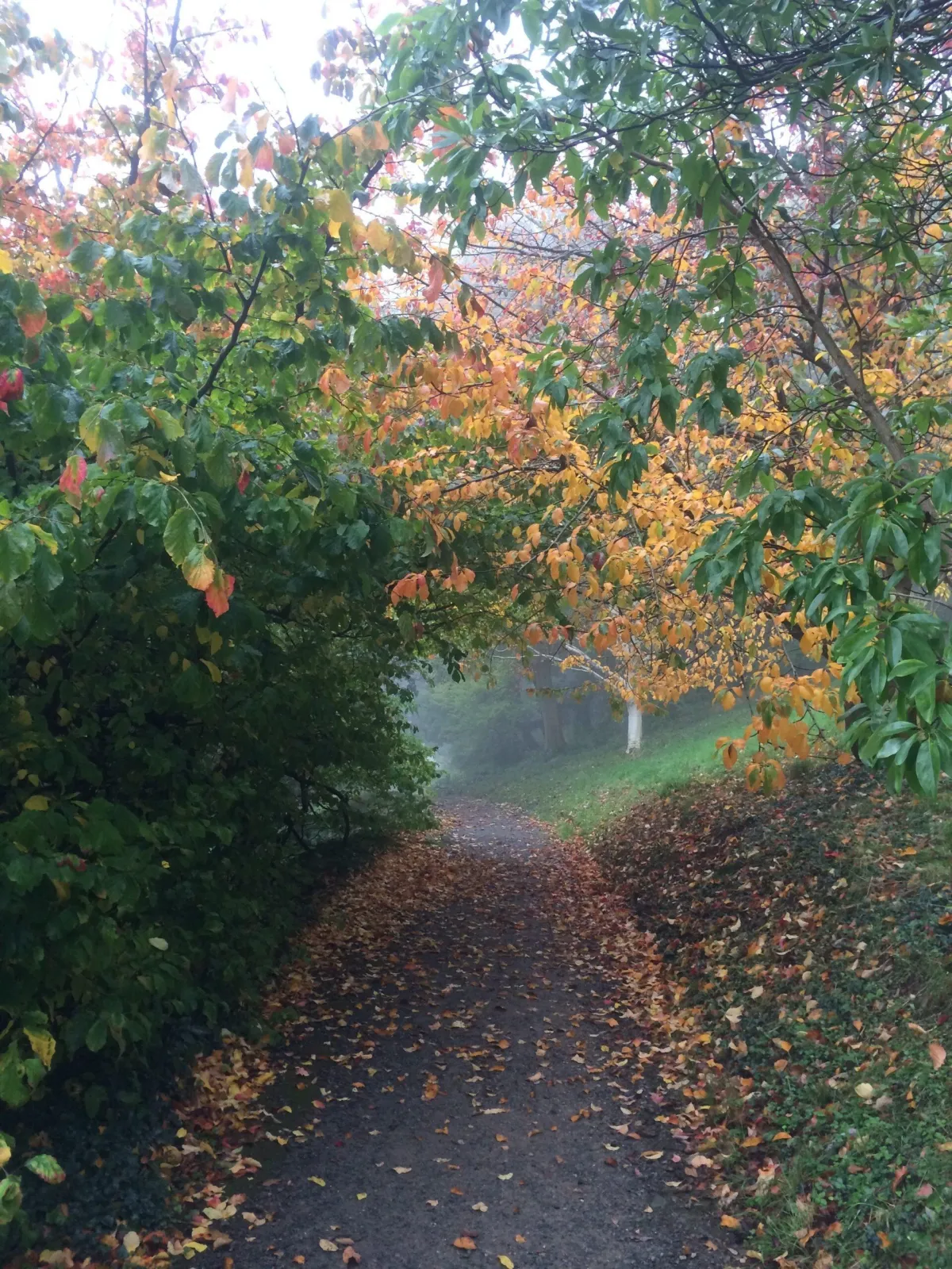 path through some trees