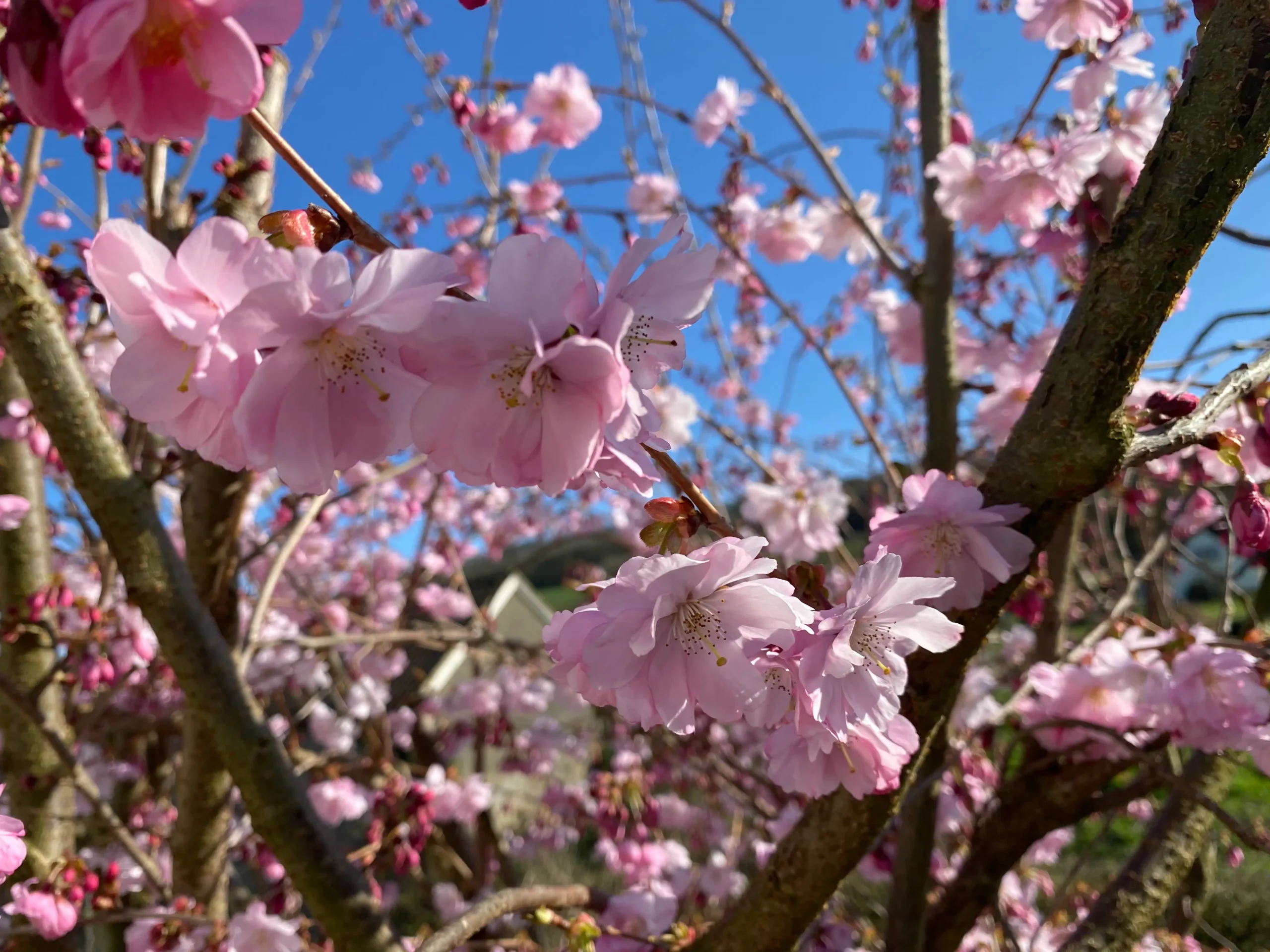 pink blossom against blue sky