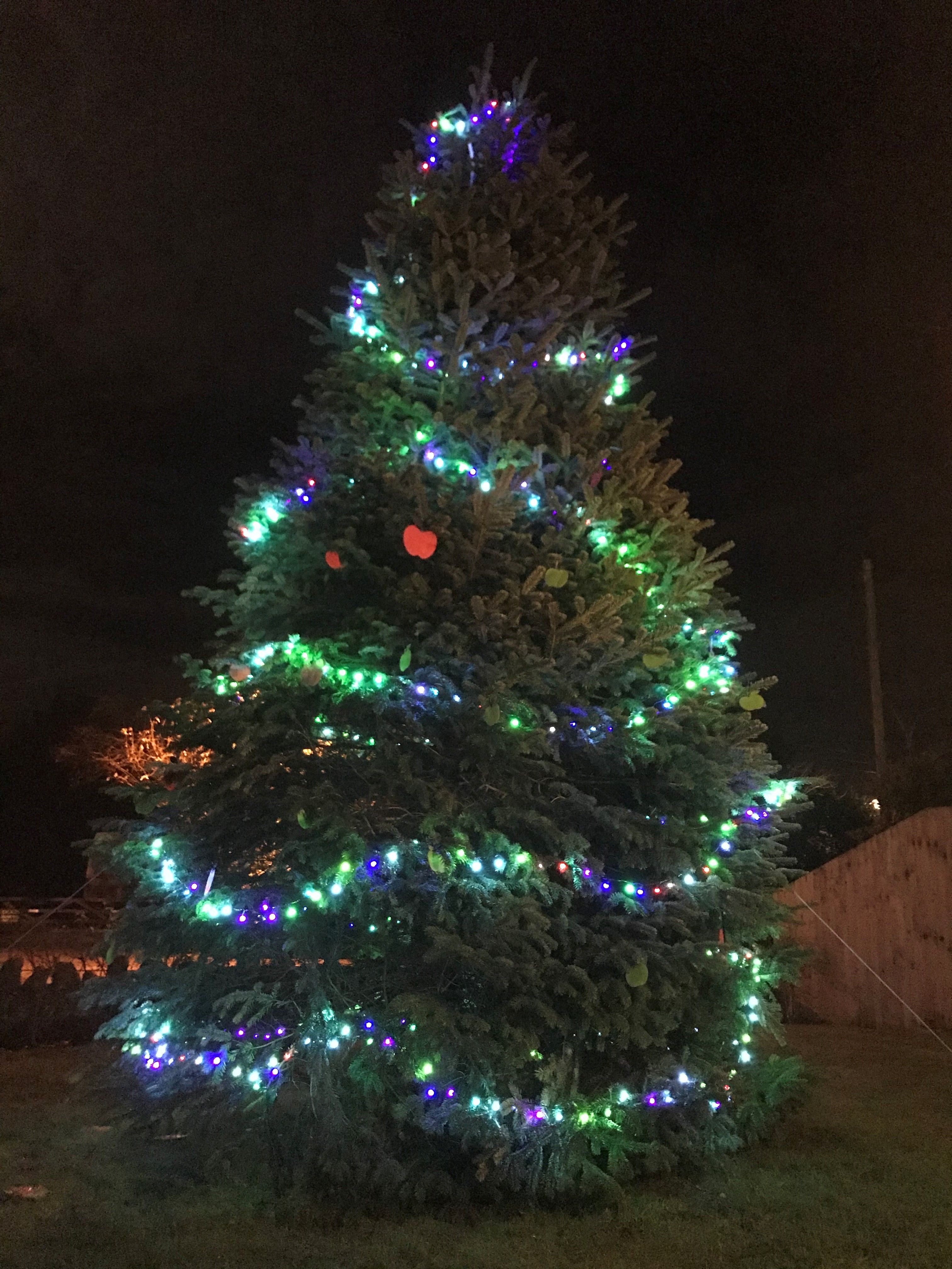 A large outdoor Christmas tree glowing at night, decorated with simple strings of blue and green lights and red and green apple ornaments, standing out against the dark background.