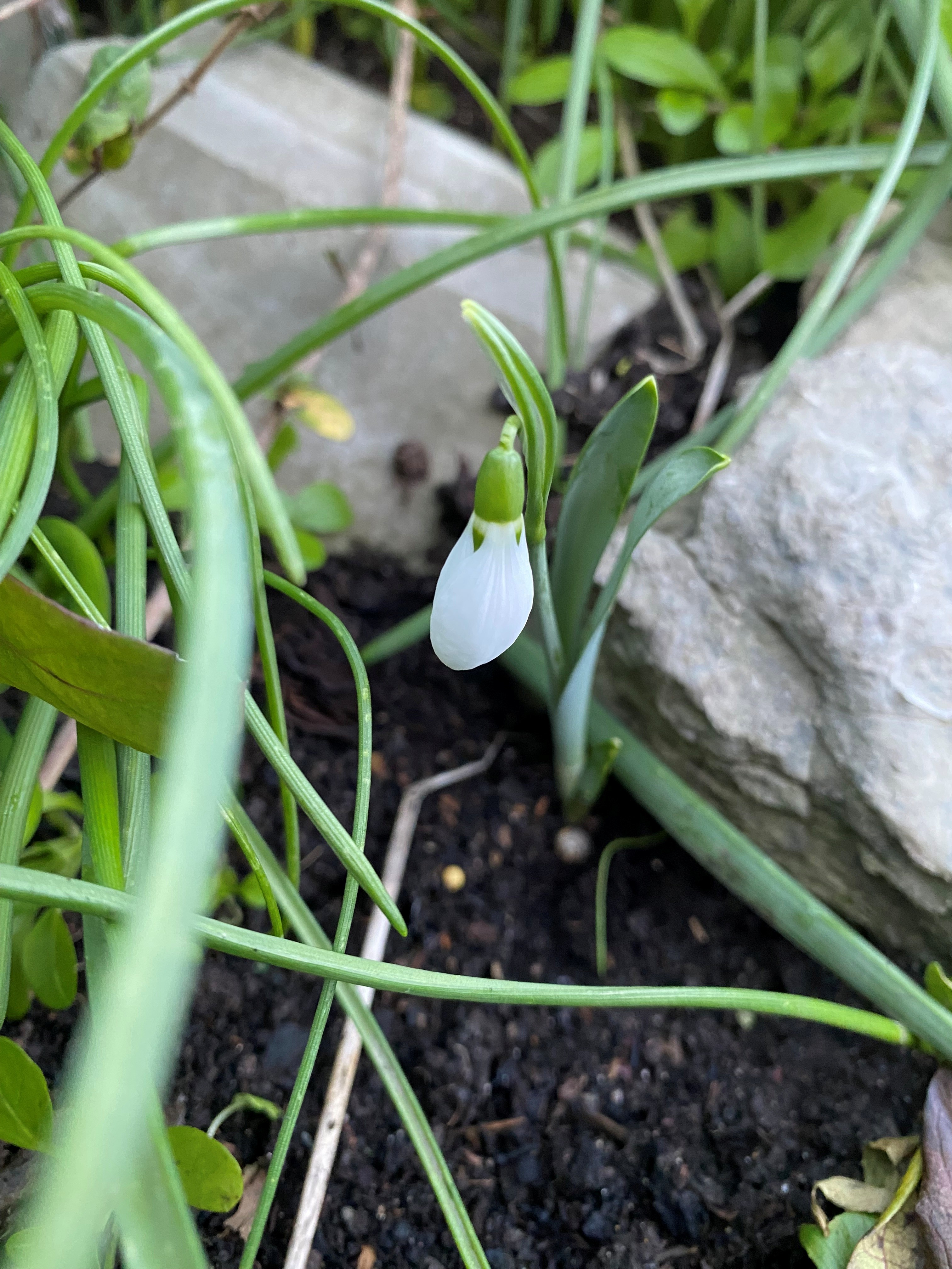 Close-up of a single snowdrop flower growing in soil beside a stone, with green leaves around it.
