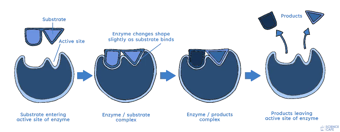 Enzymes