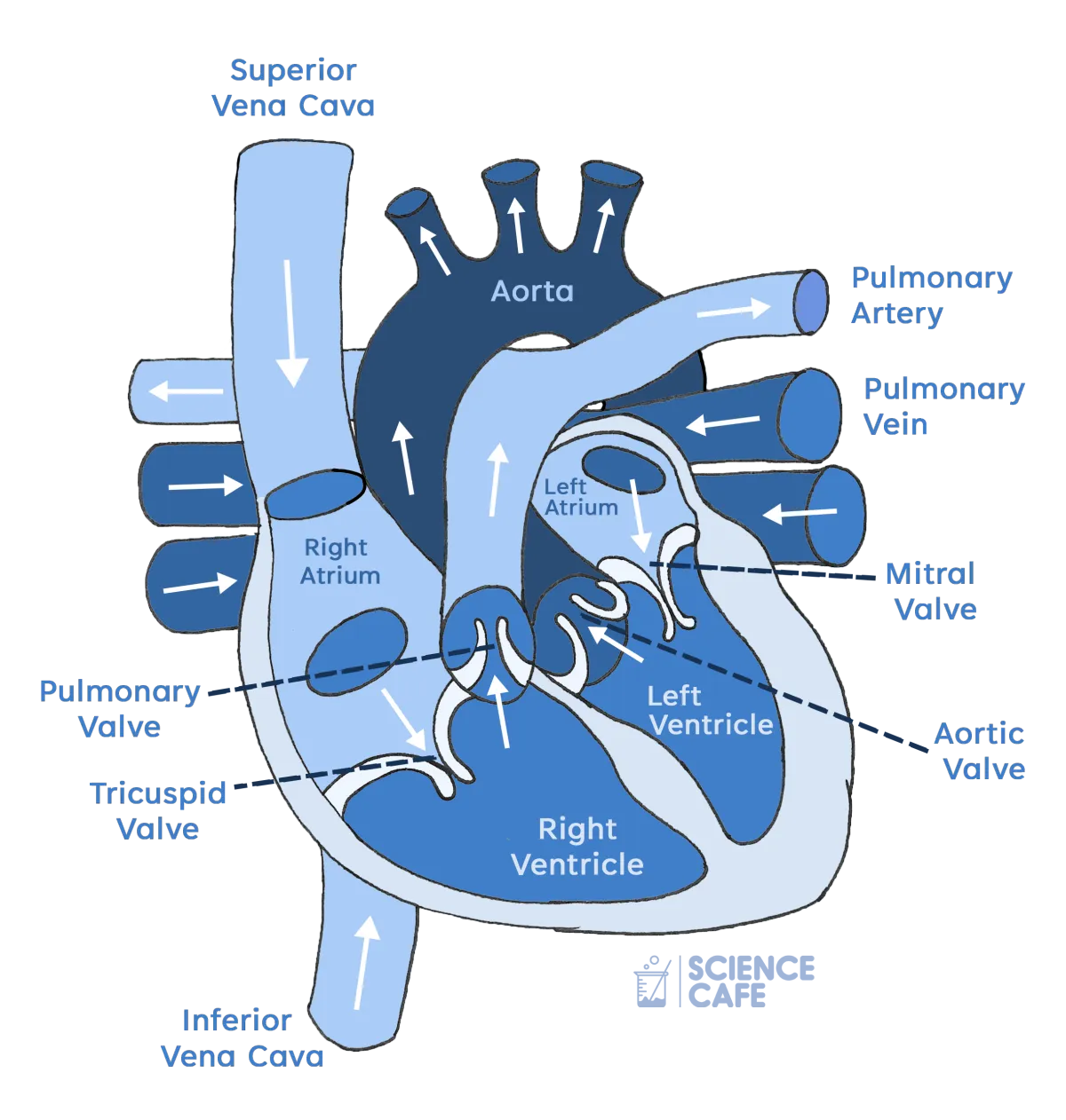 Heart Structure: Understanding Your Amazing Cardiovascular System | World Heart Day 2025