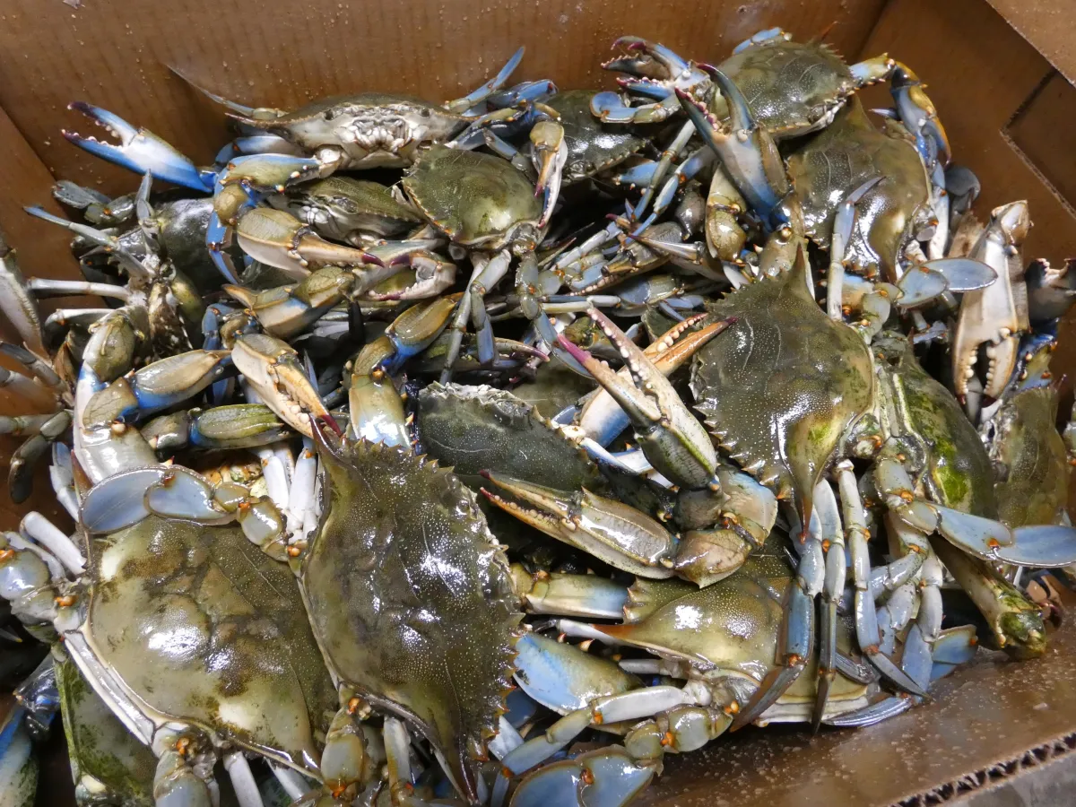 blue crabs